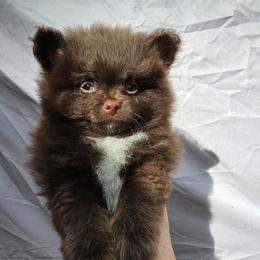 Pixie pup GRIZZLY - Chocolate male Pomeranian puppy in Carrollton, Georgia from B AND R'S POMERANIAN'S