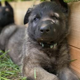 German Shepherd Puppies from Scenic City Shepherds