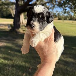 Blot - Black male Miniature Schnauzer puppy in Silver Creek, Mississippi from Mamie’s Minis, LLC