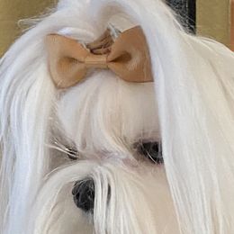 Maltese from A Maltese 4U