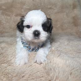 Bentley - Tricolor male Shih Tzu puppy in Phoenix, Arizona from Spoiled ShihTzu LLC