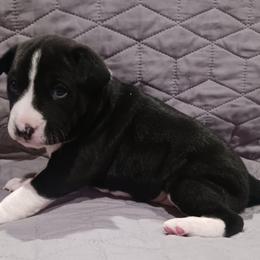 Black Boy 3 - Black and white male Basenji puppy in Tuttle, Oklahoma from Steadfast Farm (SFF)