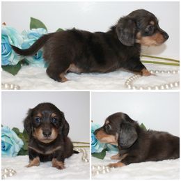 Charlie - Chocolate and cream male Dachshund puppy in Collins, Georgia from Liberty Longhair Dachshunds
