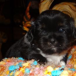 AKC ORFEO - Black and tan male Lhasa Apso puppy in Fort Washington, Maryland from GyanGanj Lhasa Apso