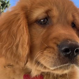 RED - Golden Retriever puppy in Woodland Hills, California from Rowan Red Retrievers