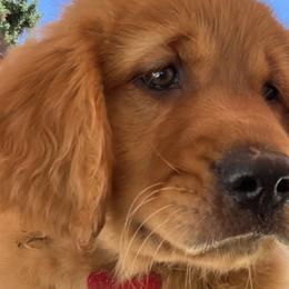RED - Golden Retriever puppy in Woodland Hills, California from Rowan Red Retrievers