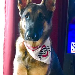 German Shepherd All Grown Up from TNT Pups