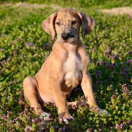 Fawn Merle Male - Merle male Great Dane puppy in Golconda, Illinois from Breken Great Danes