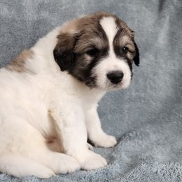 Edmund - Great Pyrenees puppy from Flewelling Great Pyrenees