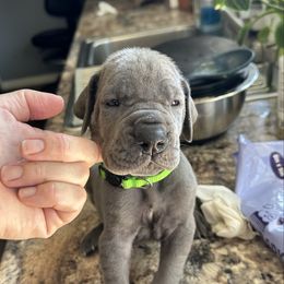 Bright Green - Blue male Great Dane puppy in Plano, Texas from Blue Thunder Danes