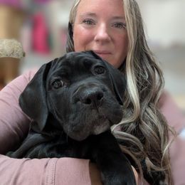 Maple - Black female Cane Corso puppy in Franktown, Colorado from Earth and Ship Cane Corso