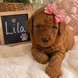 Lila - Red  female Goldendoodle puppy in Cooper City, Florida from Jenny La Bone
