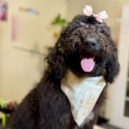 Novalee - Phantom female Bernedoodle puppy in Lookout, California from Remington Kennels, LLC