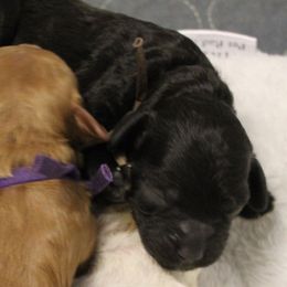 Brown collar girl - Black and white female Cavapoo puppy in Eagle Mountain, Utah from Liberty Farms Puppies