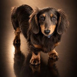 Bodhi - Blue and tan male Dachshund puppy in Fultonville, New York from Sandy Aussies, Mini Dachshunds & Pomeranians
