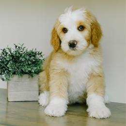Boy 8 - Red male Bernedoodle puppy in Spanish Fork, Utah from K Brand Doodles