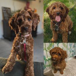 Toffee - Red female Cockapoo puppy in Birdsboro, Pennsylvania from Cooper Family Cockapoos