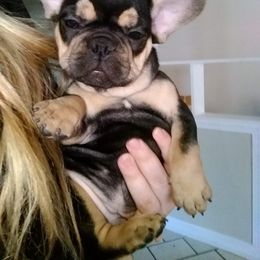 French Bulldog Puppies from Frenchie Farm Abode