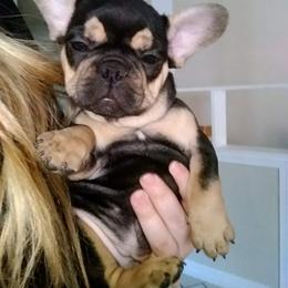 French Bulldog Puppies from Frenchie Farm Abode