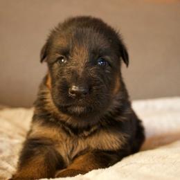 Jinx - Black and red male German Shepherd puppy in Garland, Maine from Vom Schön Traumhund