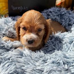 Yoda red male - Red male Cocker Spaniel puppy in Howe, Indiana from A&J Kennel