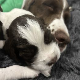 English Springer Spaniel Puppies from Epoch English Springer Spaniels