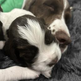 English Springer Spaniel Puppies from Epoch English Springer Spaniels