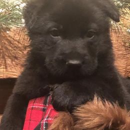 German Shepherds from Chestnut Ridge Shepherds