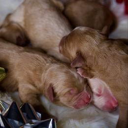 Third Pick Female - Red  female Goldendoodle puppy in Mc Arthur, California from California Golden Love