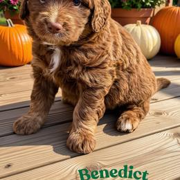 Benedict - Sable male Aussiedoodle puppy in Ellenburg Center, New York from Kristin's Puppies