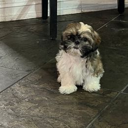 Buddy - Black gold and white male Shih Tzu puppy in Eastvale, California from Gigi’s Shih tzu