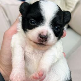 Izzy - Black and white male Chihuahua puppy in Sherwood, Arkansas from Bartelt Breeders
