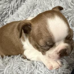Joey - Red male Boston Terrier puppy in Wellington, Ohio from Twist of Faith Farms