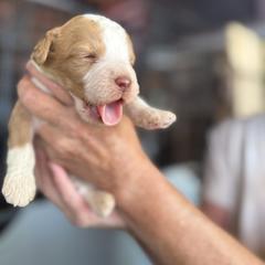 Bernedoodle, Double Doodle, and Saint Berdoodle Puppies from Remington Kennels, LLC