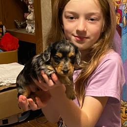MICKI AKC REGISTERED MALE - Dapple male Dachshund puppy in Elizabethtown, Kentucky from Teeny Tiny Puppy Tails