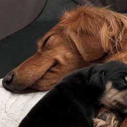Dachshunds from Funny Farm Dachshunds