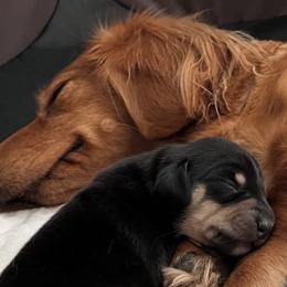 Dachshunds from Funny Farm Dachshunds