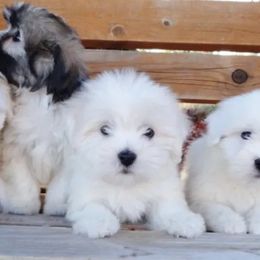Cotons de Tulear from A Breed Apart Cotons