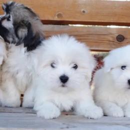 Cotons de Tulear from A Breed Apart Cotons