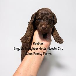 Chocolate Keebler - Chocolate female Goldendoodle puppy in Grove, Oklahoma from Guinn Family Farms
