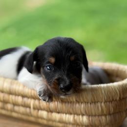Wire hair Black Pie Girl - Piebald female Dachshund puppy in Nashville, Arkansas from Whisenhunt Farms