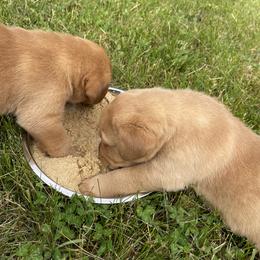Jack Russell Terrier and Labrador Retriever Puppies from Canine Assist