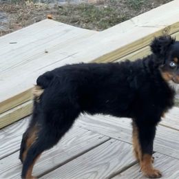 Snickers - Toy Australian Shepherd