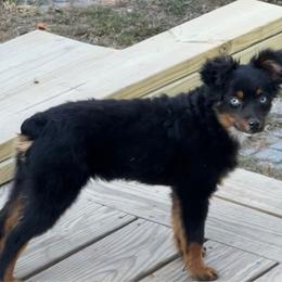 Snickers - Toy Australian Shepherd