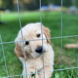 Golden Retrievers from Tafts Goldens