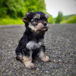 Companion Cross, Havanese, Mal-Shi, Maltese, Maltipoo, Morkie, and Shih Tzu Puppies from Seeking Shalom Acres Maltese, Maltipoos & Havamalts