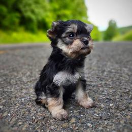 Companion Cross, Havanese, Mal-Shi, Maltese, Maltipoo, Morkie, and Shih Tzu Puppies from Seeking Shalom Acres Maltese, Maltipoos & Havamalts