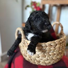 Girl 2 - Phantom female Goldendoodle puppy in Washington, Illinois from Lola Bear Goldendoodles