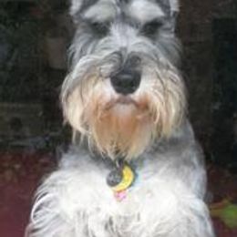 Miniature Schnauzers from Attaway Miniature Schnauzers