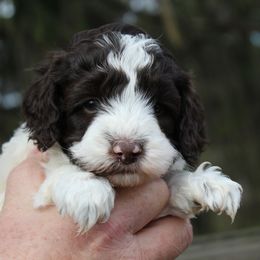 Australian Labradoodle Puppies from IvyLane Labradoodles